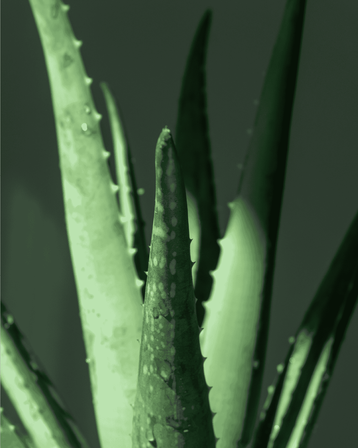 Aloe Barbadensis Lead Juice