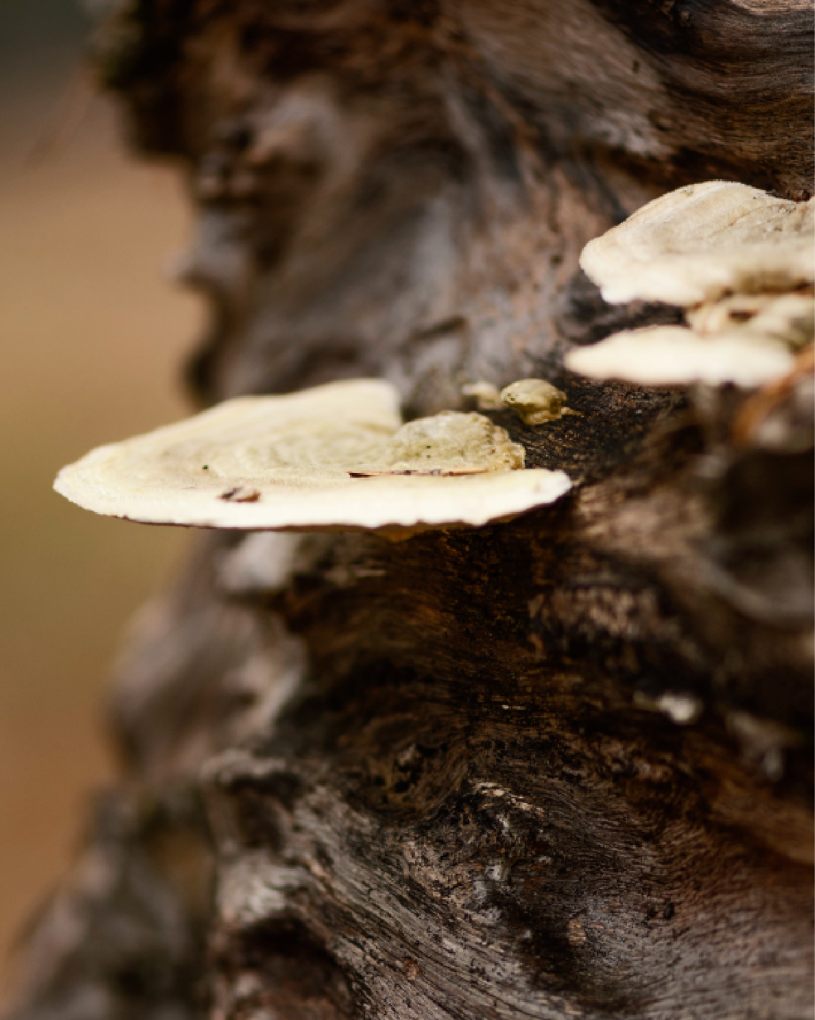 Inonotus Obliquus
(Mushroom) Extract