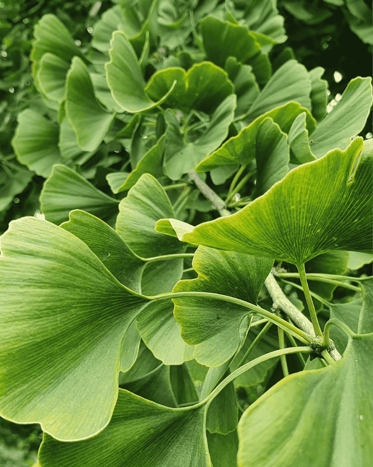 Ginkgo Biloba Leaf Extract
