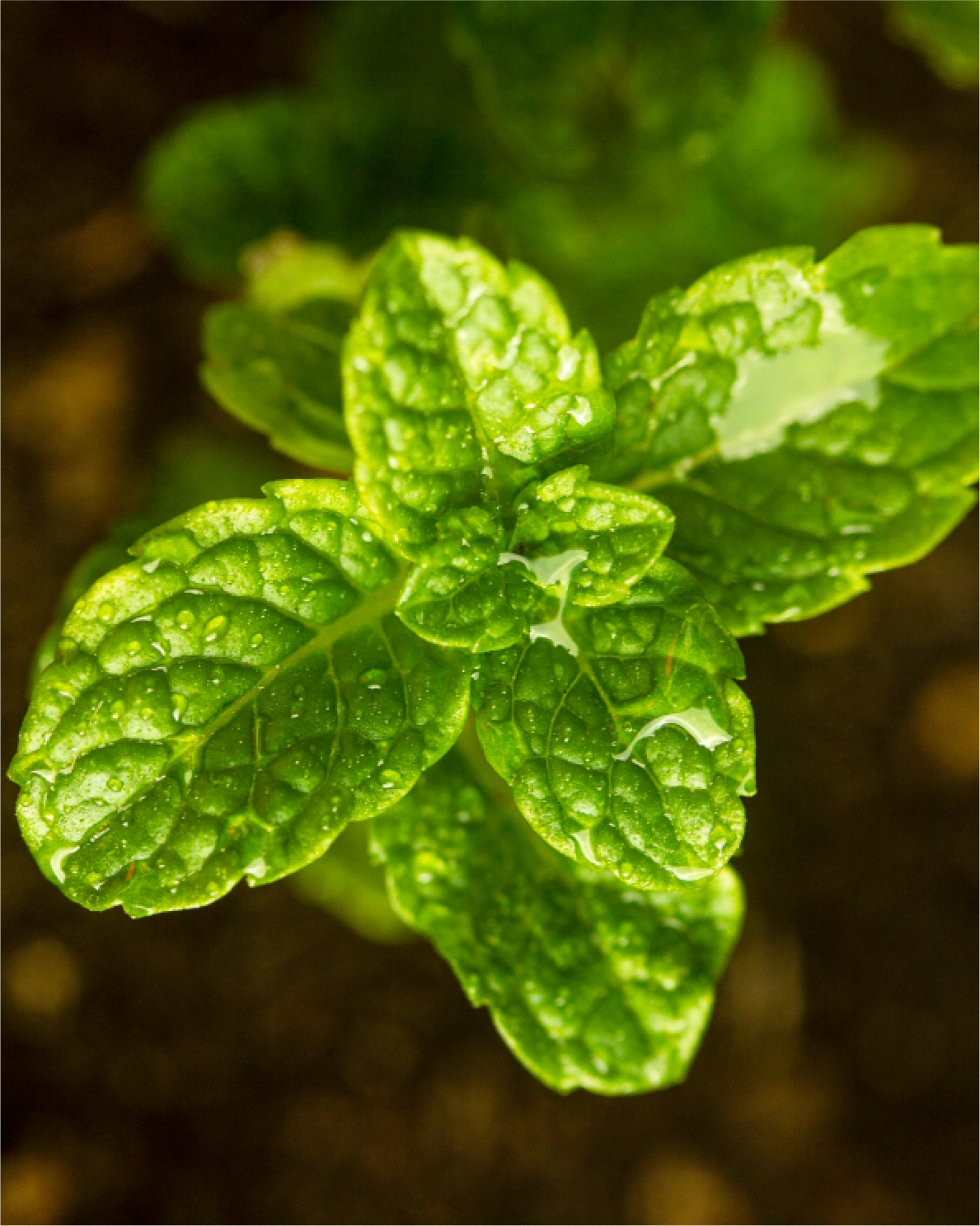 Mentha Piperita 
(Peppermint) Oil