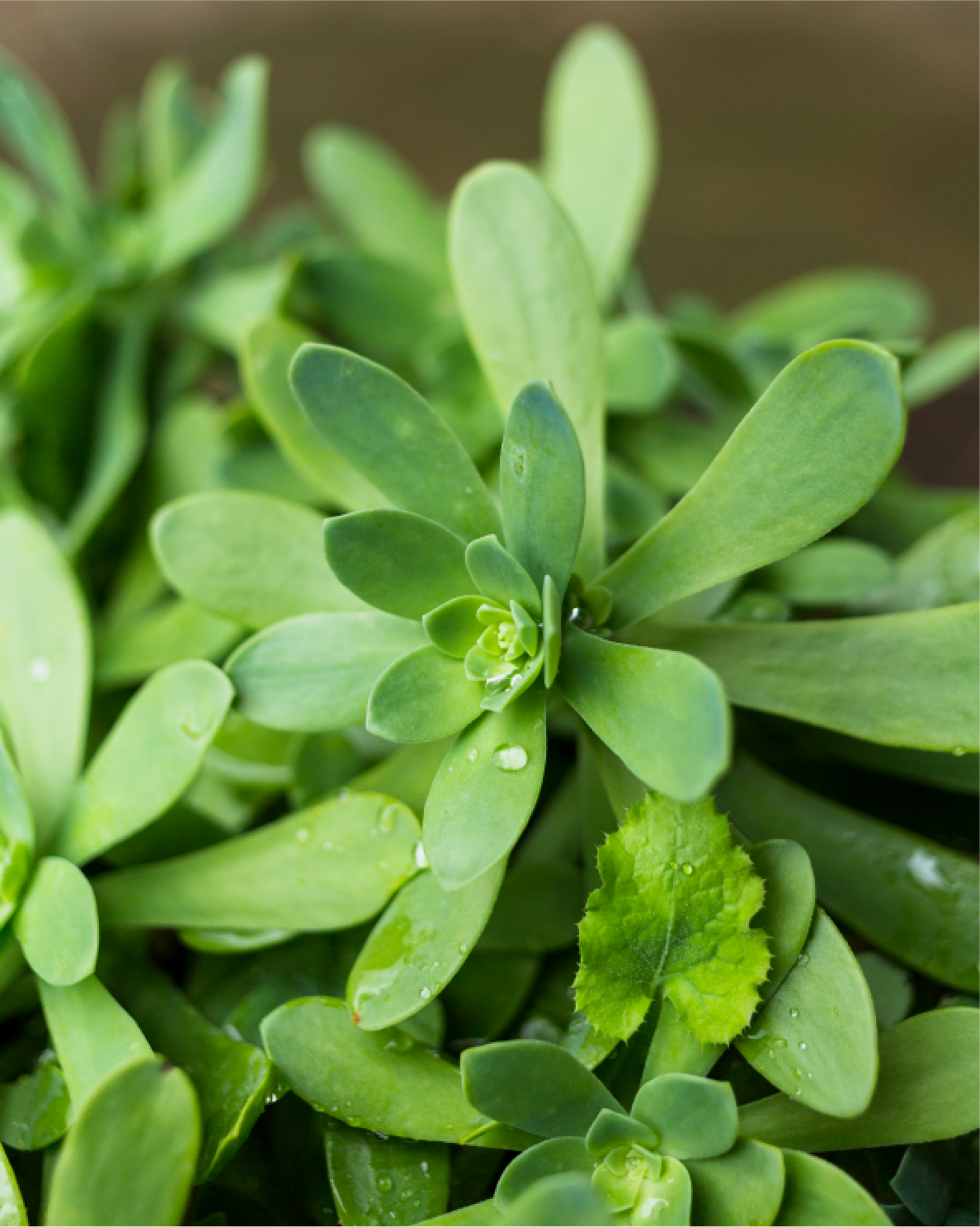 Portuclaca Oleracea Extract