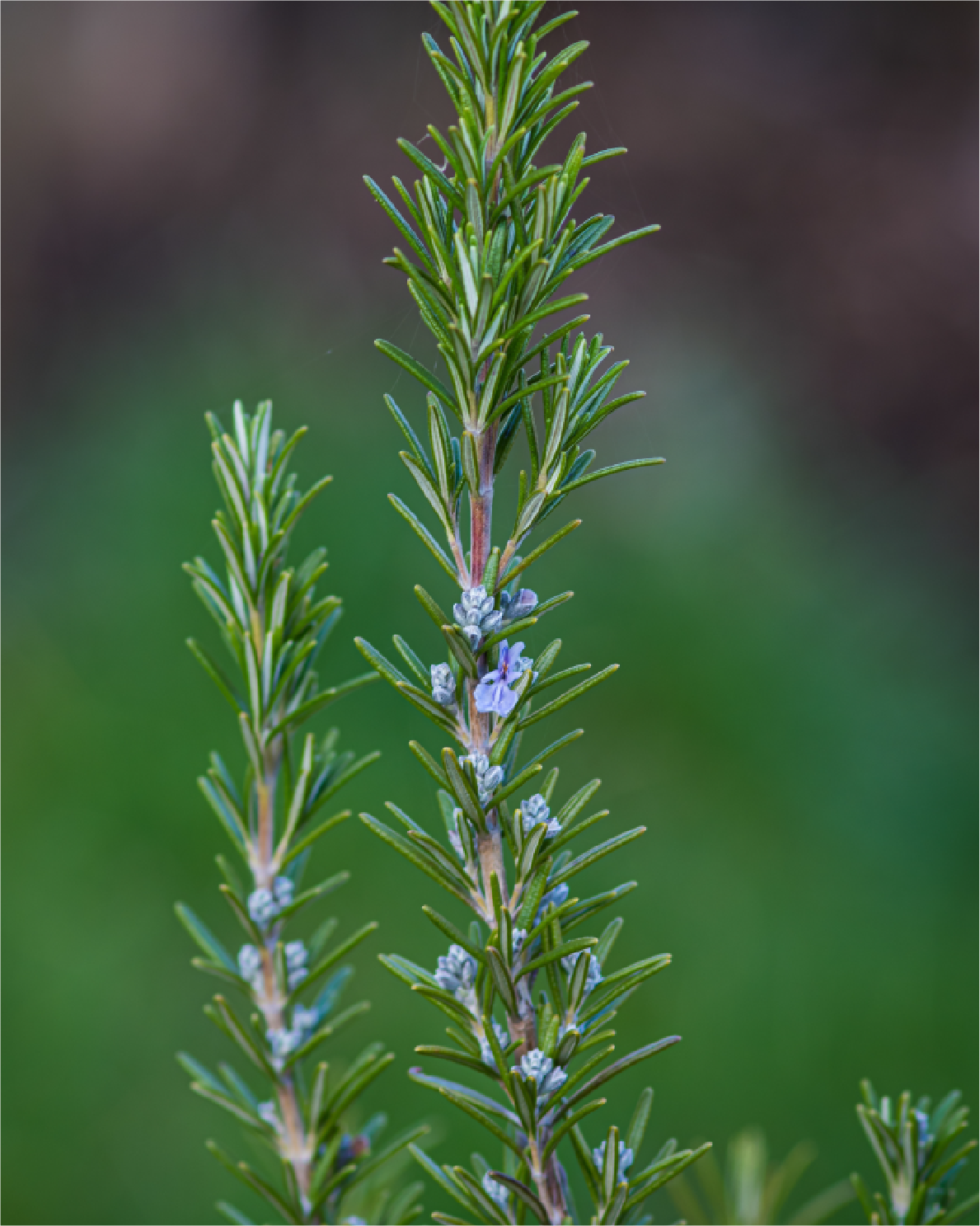 Rosmarinus Officianlias
(Rosemary) Leaf Oil