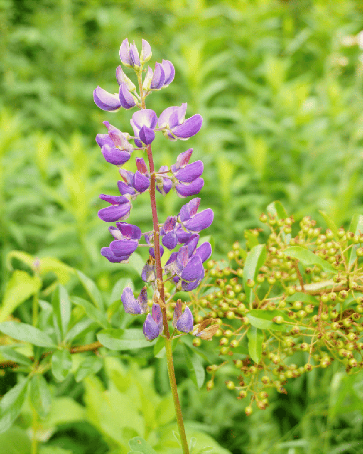 Scutellaria Baicalensis
Root Extract